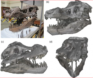 3D Scanning T-Rex Skull with Microsoft Kinect